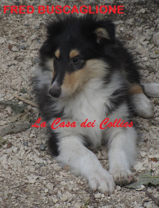 COLLIES FRED